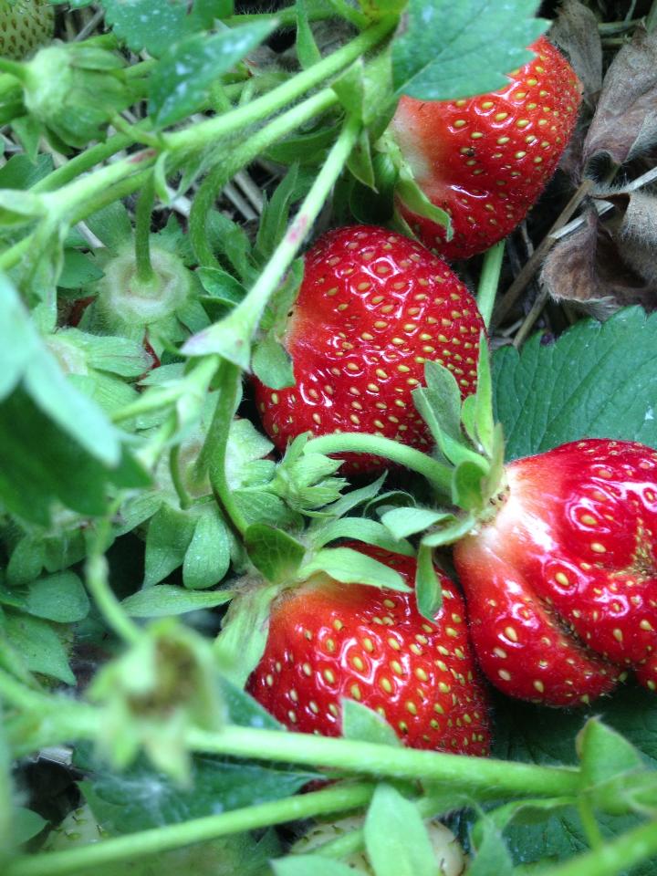creque-strawberries